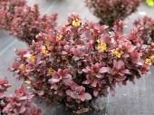 Berberis thunbergii 'Concorde' 
